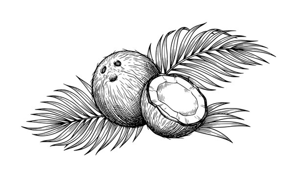 Tropical coconut botanical vector illustration isolated on white background