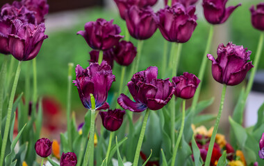 Fototapeta premium Vibrant purple tulips blooming in a garden setting