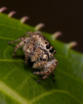 Jumping spider