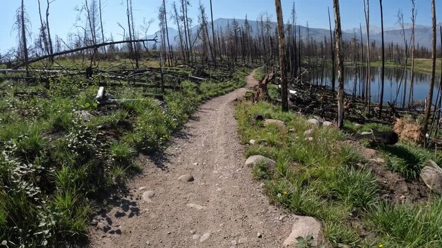 POV from a bike riding a gravel trail through a burnt forest next to a calm lake
