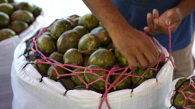 Jhalakathi, Bangladesh - 05 October 2023: View of a worker handling a large sack of green hog plums at a local market.