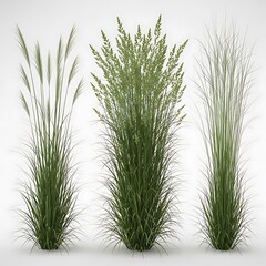 Fototapeta premium Green Grass Plants on White Background