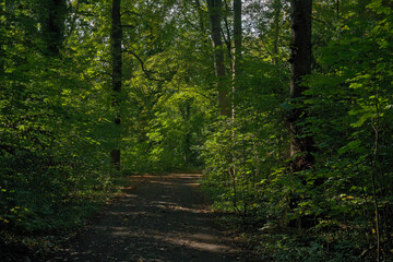 Obraz premium Hiking trail through Treptower park in Berlin. P
