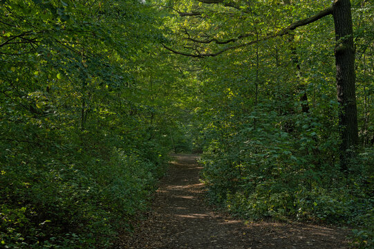 Hiking trail through Treptower park in Berlin. P