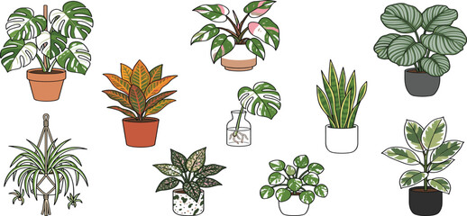 Indoor Houseplant Collection Featuring Monstera Variegata Philodendron Pink Princess Snake Plant And Potted Greenery Set Vector © MST HASMOTARA