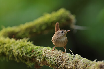 Strzyżyk (Nannus troglodytes) © Bartosz Rakoczy