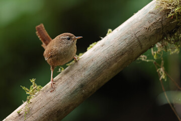 Strzyżyk (Nannus troglodytes) © Bartosz Rakoczy
