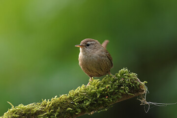Strzyżyk (Nannus troglodytes) © Bartosz Rakoczy