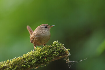 Strzyżyk (Nannus troglodytes) © Bartosz Rakoczy