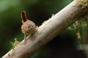 Strzyżyk (Nannus troglodytes) © Bartosz Rakoczy