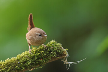 Strzyżyk (Nannus troglodytes) © Bartosz Rakoczy