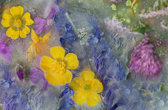 frozen spring flowers from the field background