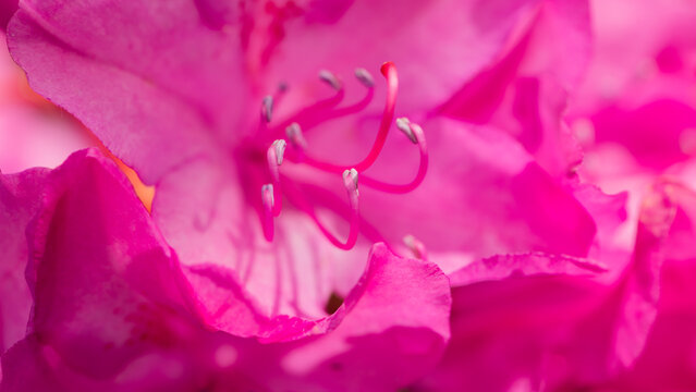 seamless background of magenta rhododendron bloom 