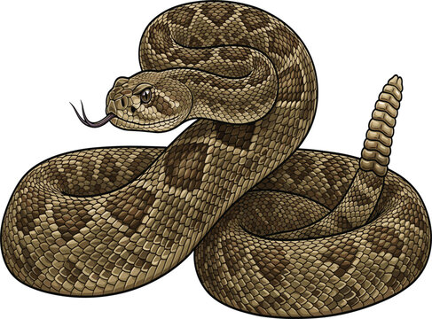 Coiled rattlesnake vector illustration with flicking tongue, rattle tail, diamond pattern and dangerous reptile scales