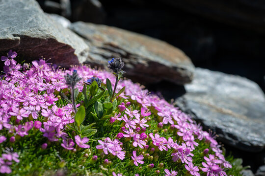 Pink moss campion Silene acaulis cushion blooms on dark schist alpine boulder Sulden