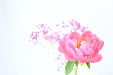 Obraz premium Blureffect_Delicate Flowers