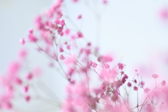 Blureffect_Delicate Flowers