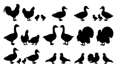 Black silhouettes of various farm birds including chickens, ducks, and turkeys. © Boloram