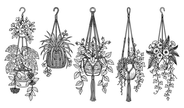 Detailed line art set of hanging indoor plants in macrame planters and pots.