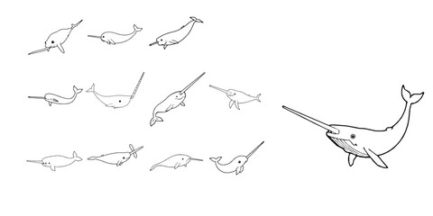 Narwhal Outline Long Tusk Minimal White Background Pack © PRO_ED