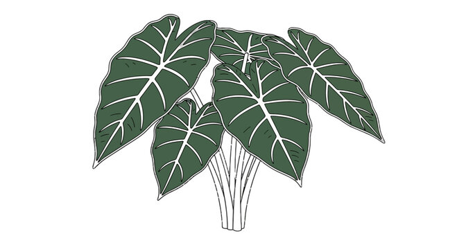 Elephant ear plant illustration with white veins on a black background
