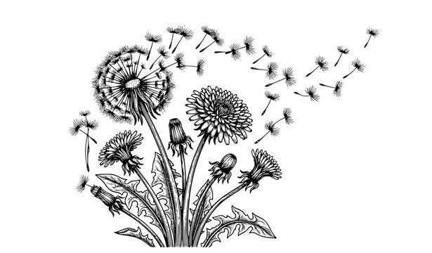 Dandelion Flower with Flying Seeds Black and White Vector Illustration