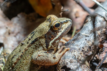 Obraz premium Common frog Rana temporaria resting on woodland ground in autumn amidst fallen leaves and twigs