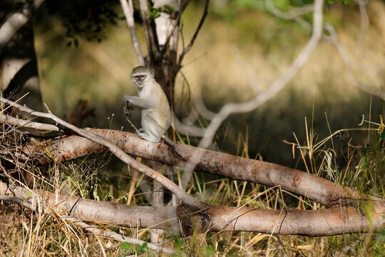 Vervet Monkey Sitting on Fallen Log in African Savanna