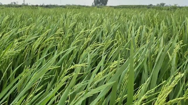 Green Rice Field Entering Flowering Stage with Initial Bloom on Panicles