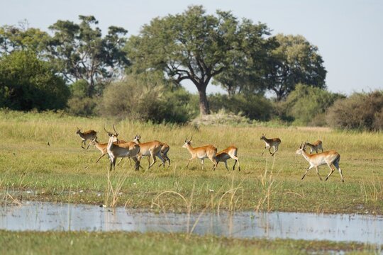 Herd of Red Lechwe Running Beside Wetland in Okavango Delta Landscape