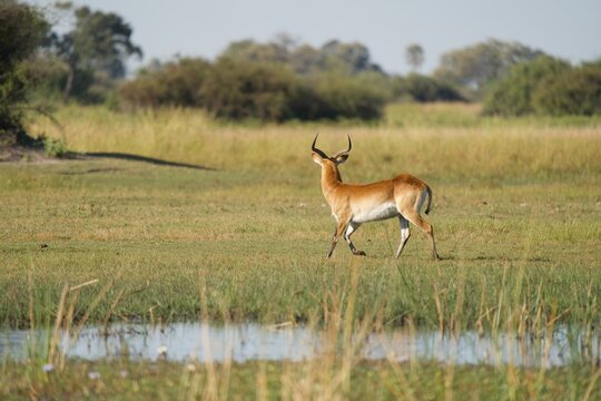 Male Red Lechwe Walking Along Wetland Edge in Okavango Delta