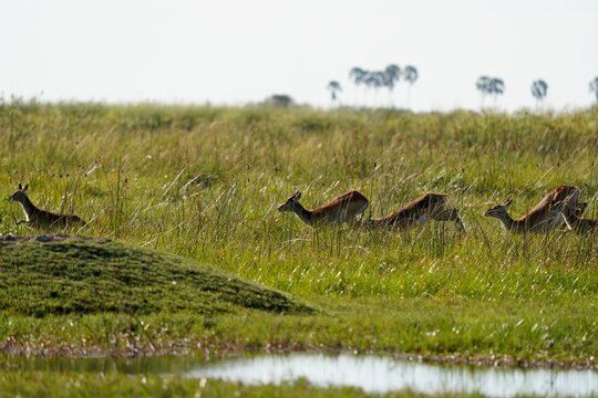 Red Lechwe Running Across Okavango Floodplain with Doum Palms on Horizon