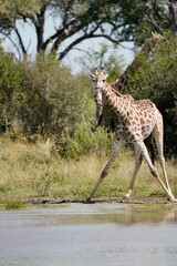 Fototapeta premium Giraffe Walking Away from Waterhole After Drinking in African Bush
