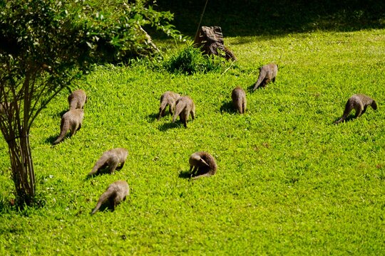 Large Pack of Banded Mongooses Foraging in Dappled Light on Lawn
