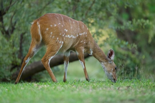 Female Bushbuck Grazing on Green Lawn in African Forest