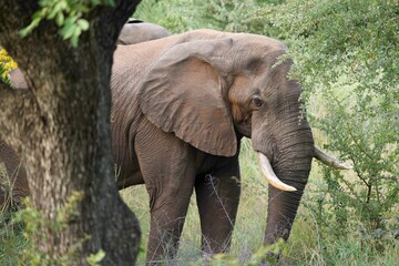 Fototapeta premium African Elephant with Tusks Browsing in Dense Green Woodland