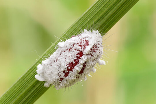 A maroon mealybug (pseudococcidae) with a layer of white wax on its body in the weeds