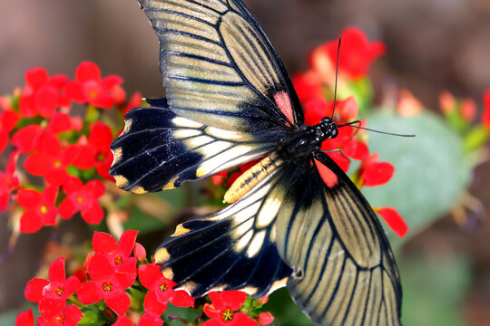 Papilio lowii, the great yellow Mormon or Asian swallowtail.