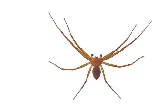 Araign&eacute;e recluse brune Loxosceles isol&eacute;e sur fond blanc transparent PNG