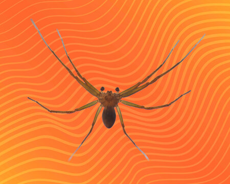 Araign&eacute;e recluse brune Loxosceles sur fond abstrait orange &agrave; lignes ondul&eacute;es