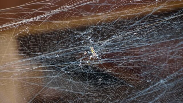 A close-up of a Golden Orb Weaver Spider with long striped yellow and black legs sits on a complex, three-dimensional structured tangle web or sheet web Truc Lam Zen the largest Buddhist monastery