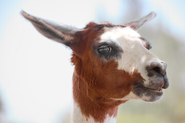close up of a llama © amr
