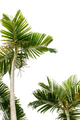 Fototapeta premium Majestic Palm Trees On WhiteBackground
