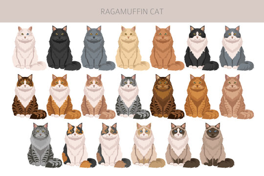 Ragamuffin Cat clipart. All coat colors set.  All cat breeds characteristics infographic. Vector illustration