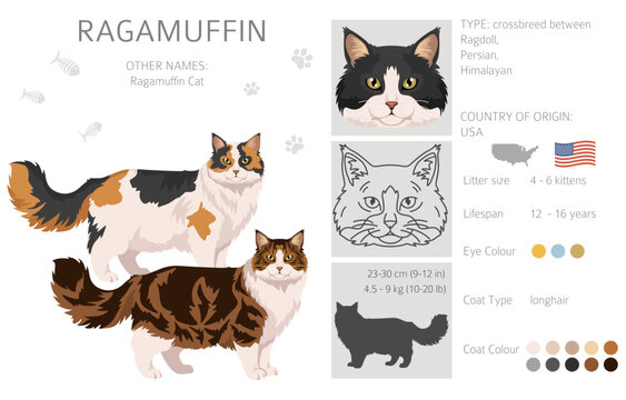Ragamuffin Cat clipart. All coat colors set.  All cat breeds characteristics infographic. Vector illustration