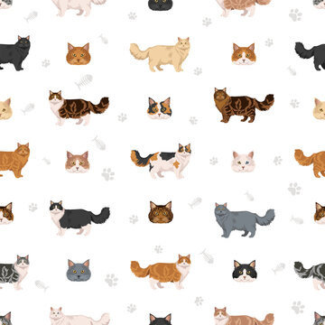 Ragamuffin Cat clipart. All coat colors set.  All cat breeds characteristics infographic. Vector illustration