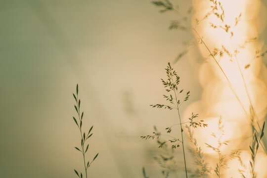Wild grass on the shore of lake at sunset. Beautiful summer nature background.