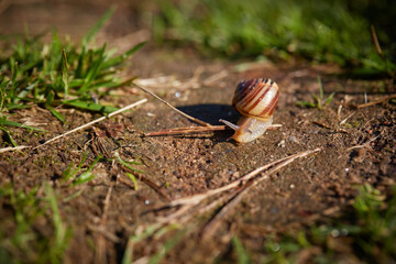 snail on a leaf © salamandra