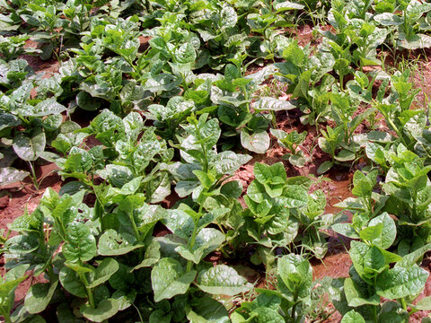 Basella alba or Malabar spinach plant image