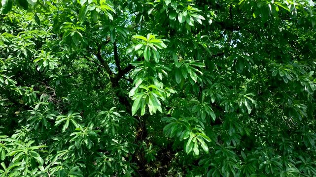 Massive Evergreen Alstonia Scholaris Tree With Dense Green Leaves